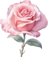 Pink Rose Flower Watercolor. AI Generated png