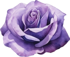 Purple Rose Flower Watercolor. AI Generated png