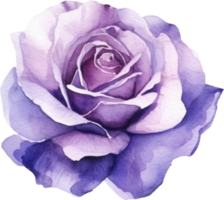 viola rosa fiore acquerello. ai generato png