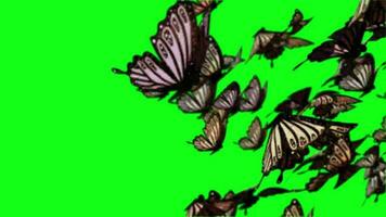 Butterflies animation transition green screen video