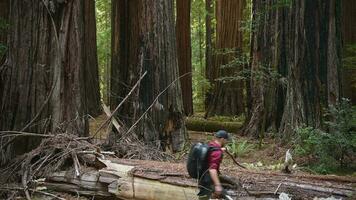 touristique explorant Californie ancien séquoias forêt video