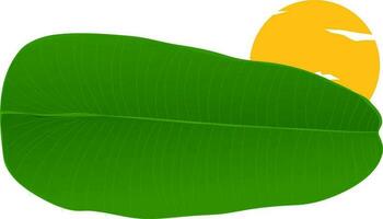 Illustration of green banana leaf. vector