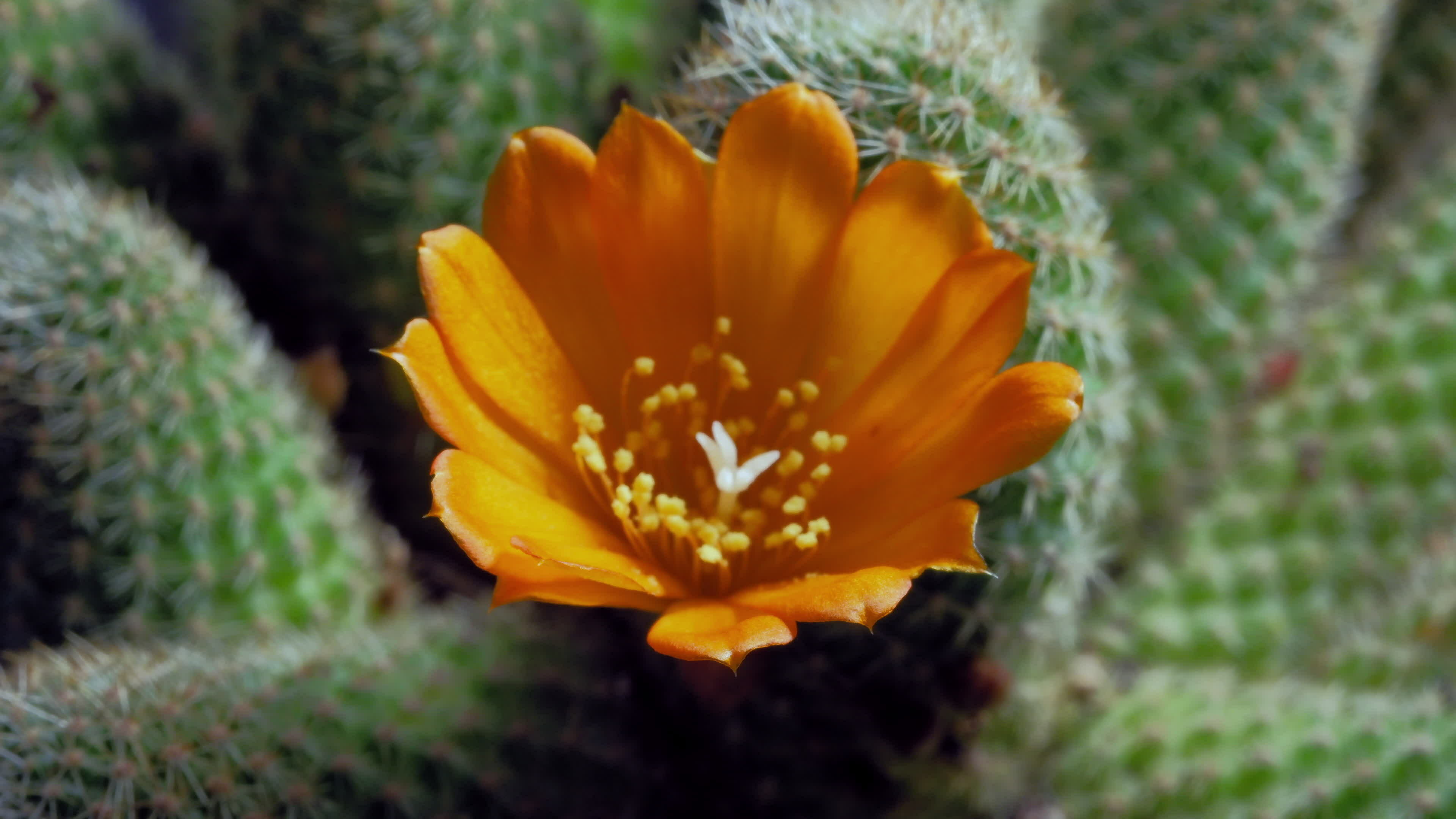 Astonishing Daisy Bloom Time Lapse: Full Video Inside - ur1jp5l