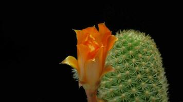 Beautiful cactus flower blooming time lapse isolated on black background. video