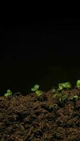 växande frön stigande från jord vertikal tid upphöra video. video