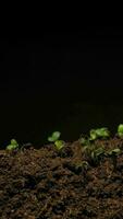 Growing seeds rising from soil vertical time lapse video. video