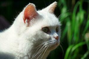 linda blanco gato es relajante en césped, a hogar jardín foto