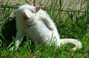 Cute White Cat is Relaxing on Grass, at Home Garden photo