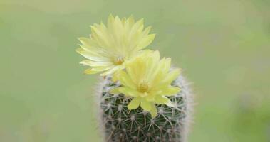 parodia lenninghausii, avvicinamento giallo Torre cactus con giallo fiore fioritura. cactus è un' popolare cactus con spine e è altamente resistente per siccità. vdo metraggio 4k. video