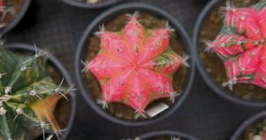 top visie, detailopname groep van kleurrijk gymnocalycium mihanovichii pot. cactus zijn populair met doornen en zijn zeer bestendig naar droogte. vdo beeldmateriaal 4k. video