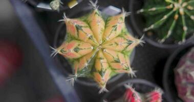 top visie, detailopname groep van kleurrijk gymnocalycium mihanovichii pot. cactus zijn populair met doornen en zijn zeer bestendig naar droogte. vdo beeldmateriaal 4k. video