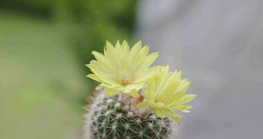 parodia lenninghausi, de cerca amarillo torre cactus con amarillo flor floración. cactus es un popular cactus con espinas y es muy resistente a sequía. vdo imágenes 4k video