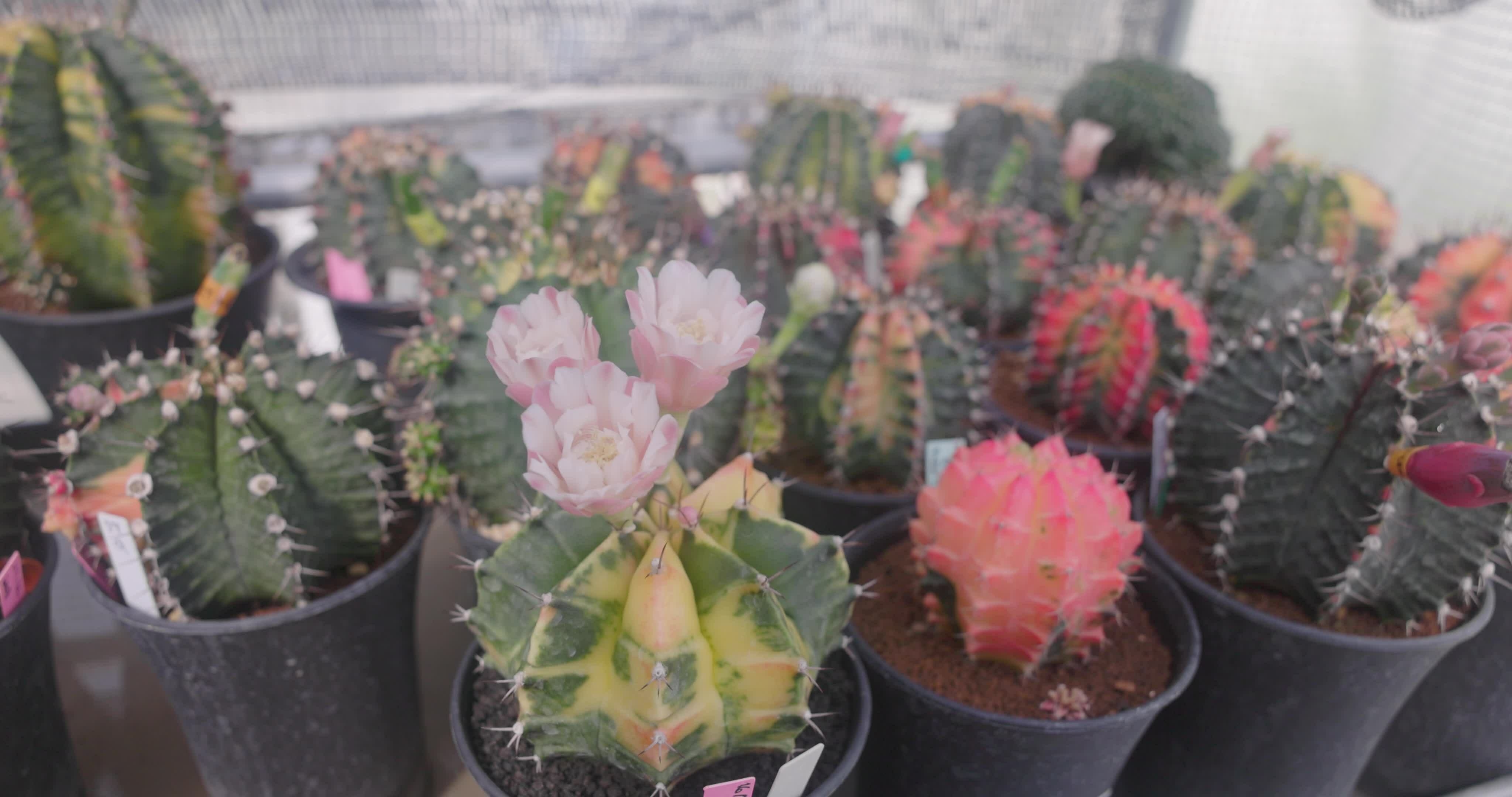 Nahansicht Gruppe von bunt Gymnocalycium mihanovichii Topf. Kaktus sind Beliebt mit Dornen und sind höchst beständig zu Trockenheit. vdo Aufnahmen 4k. 24833967 Stock-Video bei Vecteezy