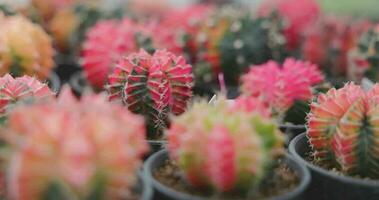 detailopname groep van kleurrijk gymnocalycium mihanovichii pot. cactus zijn populair met doornen en zijn zeer bestendig naar droogte. vdo beeldmateriaal 4k. video