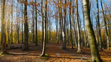 lisse vol entre des arbres proche à branches dans une fabuleux l'automne forêt. pov filmé avec fpv drone. video