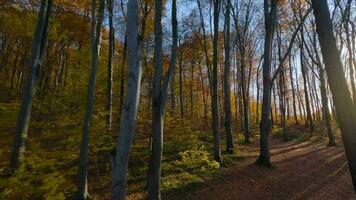 suave vuelo Entre arboles cerca a ramas en un fabuloso otoño bosque. pov filmado con fpv zumbido. video