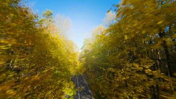 suave rápido vuelo cerca a ramas de arboles a lo largo el la carretera. pintoresco otoño aéreo paisaje a puesta de sol video