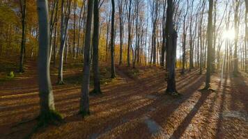 slät flyg mellan träd stänga till grenar i en fantastisk höst skog. pOV filmad med fpv Drönare. video