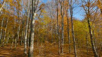 slät flyg mellan träd stänga till grenar i en fantastisk höst skog. pOV filmad med fpv Drönare. video