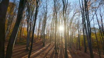 liscio volo fra alberi vicino per rami nel un' favoloso autunno foresta. pov girato con fpv drone. video