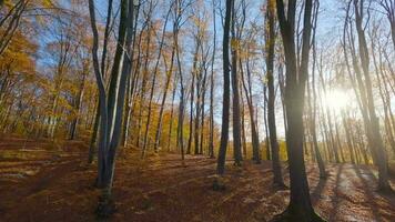 liscio volo fra alberi vicino per rami nel un' favoloso autunno foresta. pov girato con fpv drone. video