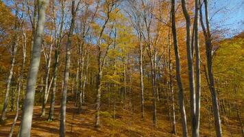 suave vuelo Entre arboles cerca a ramas en un fabuloso otoño bosque. pov filmado con fpv zumbido. video