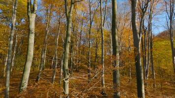 Smooth flight between trees close to branches in a fabulous autumn forest. POV filmed with FPV drone. video