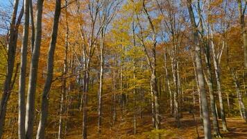 liscio volo fra alberi vicino per rami nel un' favoloso autunno foresta. pov girato con fpv drone. video