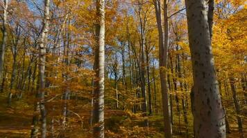 glatt Flug zwischen Bäume schließen zu Geäst im ein fabelhaft Herbst Wald. pov gefilmt mit fpv Drohne. video