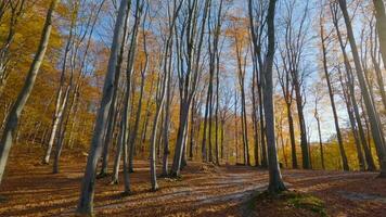 liscio volo fra alberi vicino per rami nel un' favoloso autunno foresta. pov girato con fpv drone. video