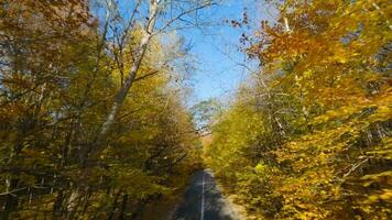 liscio veloce volo vicino per rami di alberi lungo il strada. pittoresco autunno aereo paesaggio a tramonto video