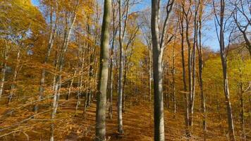 glad vlucht tussen bomen dichtbij naar takken in een fantastisch herfst Woud. pov gefilmd met fpv drone. video