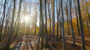 liscio volo fra alberi vicino per rami nel un' favoloso autunno foresta. pov girato con fpv drone. video