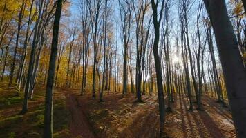 suave voar entre árvores fechar para galhos dentro uma fabuloso outono floresta. pov filmado com fpv drone. video
