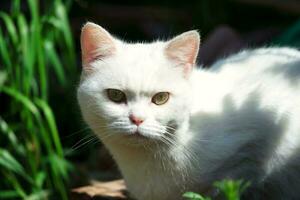 linda blanco gato es relajante en césped, a hogar jardín foto