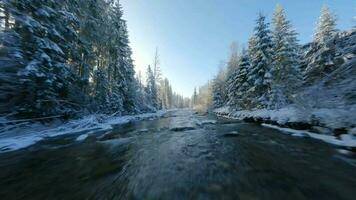 hiver dans le montagnes. aérien vue de le couvert de neige conifère forêt sur le pistes de le montagnes, le rivière et video