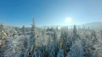 Flight over a fabulous snow-covered forest on the slopes of the mountains video