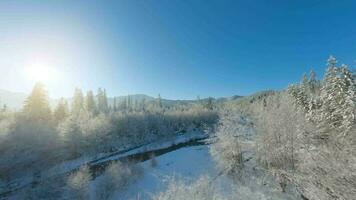 hiver dans le montagnes. aérien vue de le couvert de neige conifère forêt sur le pistes de le montagnes et le rivière video