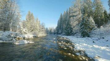 Winter im das Berge. Antenne Aussicht von das schneebedeckt Nadelbaum Wald auf das Pisten von das Berge, das Fluss und video