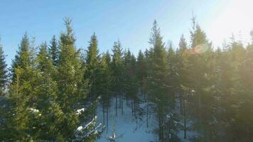 Aerial view of the spruce and snowy landscape around. Mountains visible in the distance video