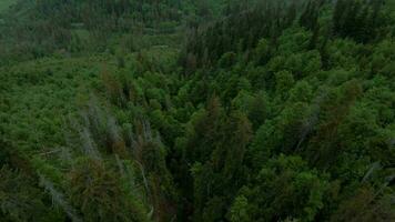 Flying through the clouds, close to the rocks. High Tatras, Slovakia video