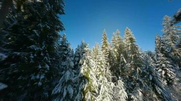 vuelo terminado un fabuloso cubierto de nieve bosque en el pendientes de el montañas video