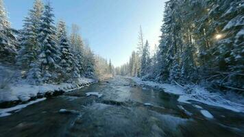 Winter in the mountains. Aerial view of the snow-covered coniferous forest on the slopes of the mountains, the river and video