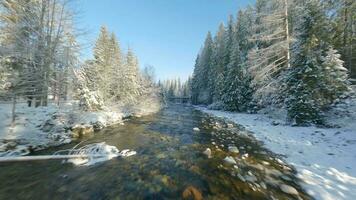 Winter in the mountains. Aerial view of the snow-covered coniferous forest on the slopes of the mountains, the river and video