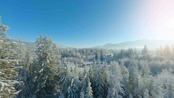 Flight over a fabulous snow-covered forest on the slopes of the mountains video