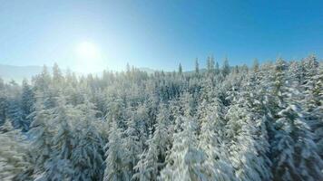 voar sobre uma fabuloso coberto de neve floresta em a declives do a montanhas video