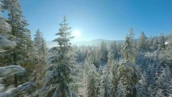 vol plus de une fabuleux couvert de neige forêt sur le pistes de le montagnes video