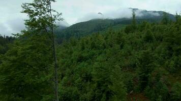 Flying through the clouds, close to the rocks. High Tatras, Slovakia video