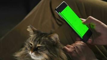 Mann mit Smartphone mit Grün Attrappe, Lehrmodell, Simulation Bildschirm im Vertikale Modus und streicheln das flauschige Katze. Mann Surfen Internet video