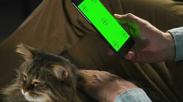 Man using smartphone with green mock-up screen in vertical mode and stroking the fluffy cat. Man browsing Internet video